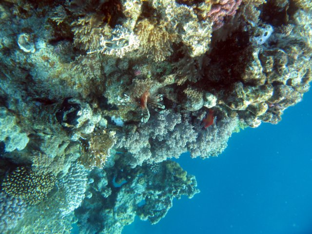 Photograph