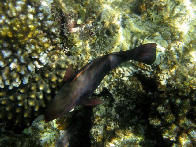Photograph