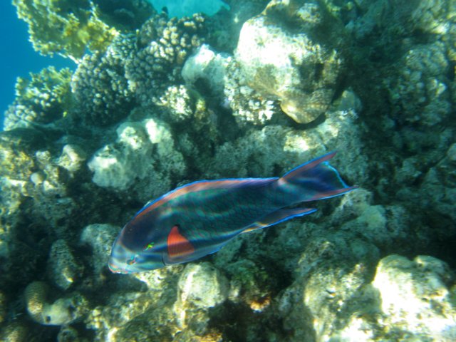 Photograph