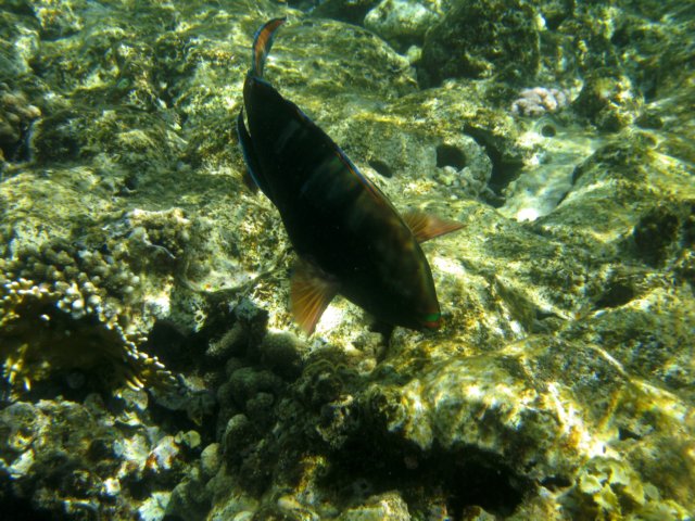Photograph