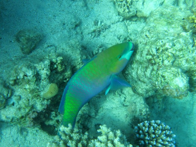 Photograph