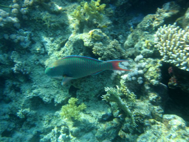 Photograph