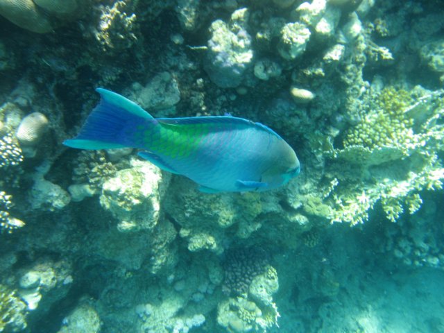 Photograph