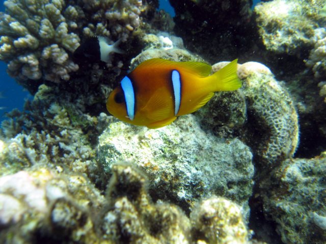 Photograph