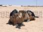 Photo Number 70